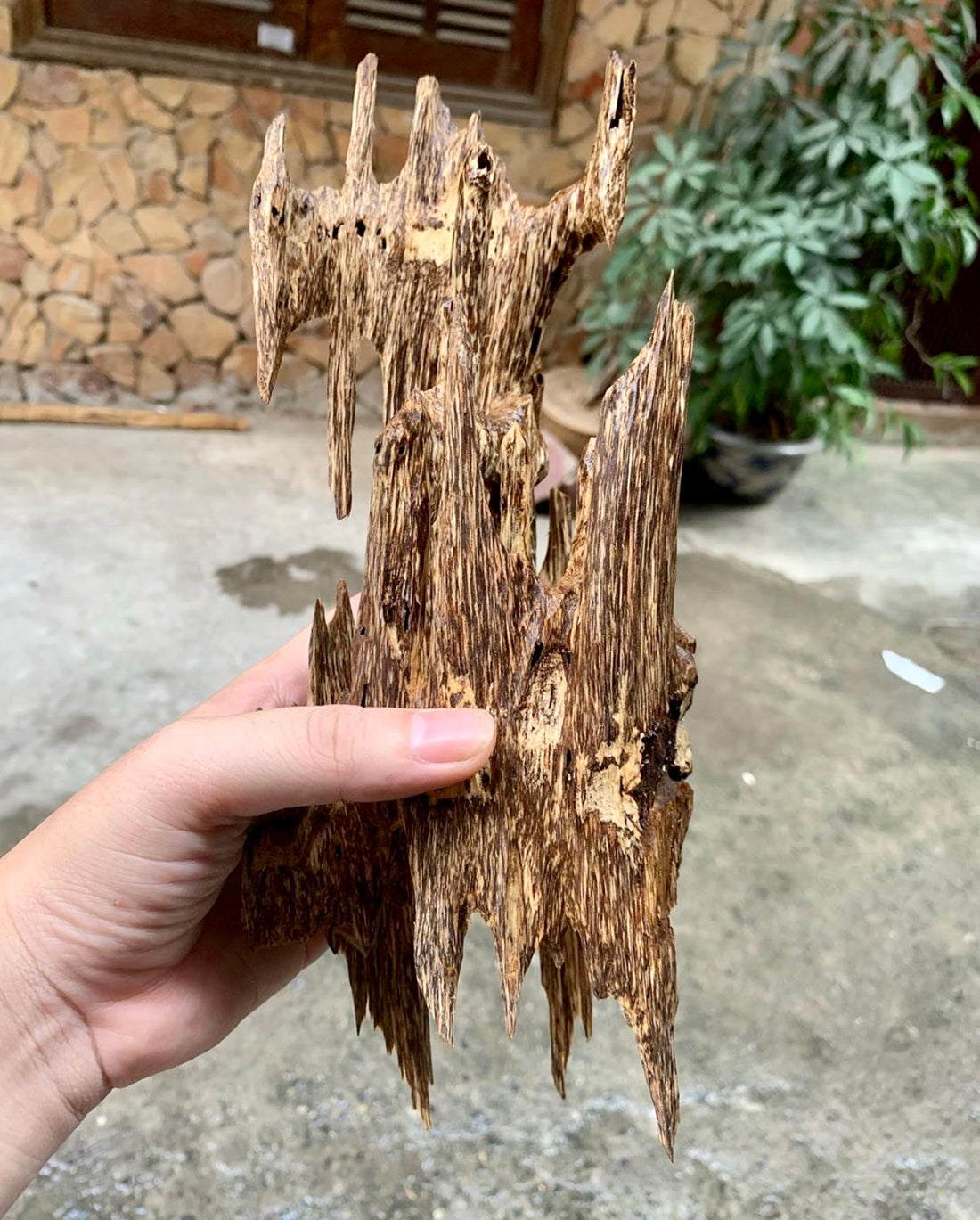 Man holding a large piece of organic ant nest Agarwood with driveway and house in the background