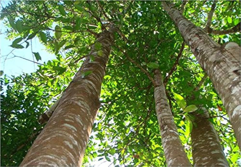 Picture of 3 Agarwood trees pointing up to the canopy