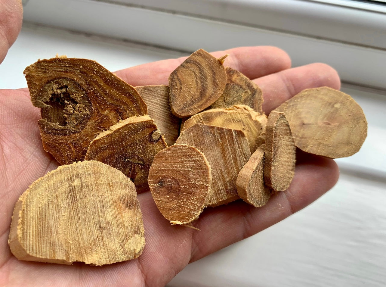 Man holding many pieces of wild sandalwood for burning incense