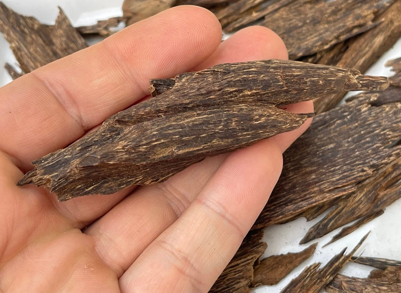 Man holding a piece of wild Malinau Agarwood