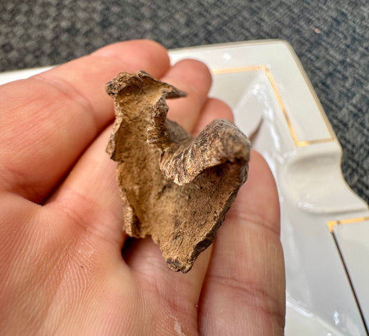 Nagaland Hindi Agarwood Chips