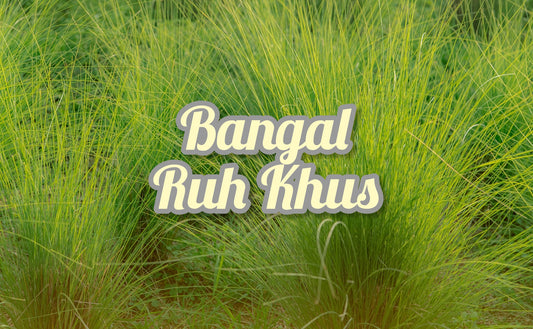 2024 Wild Bengal Ruh Khus Vetiver