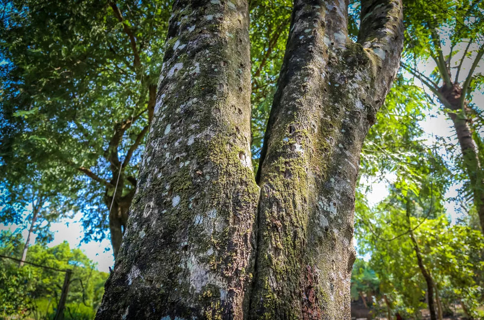 Close up of an Agarwood tree trunk in a field