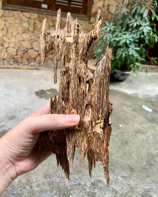 Man holding a large piece of organic ant nest Agarwood with driveway and house in the background 