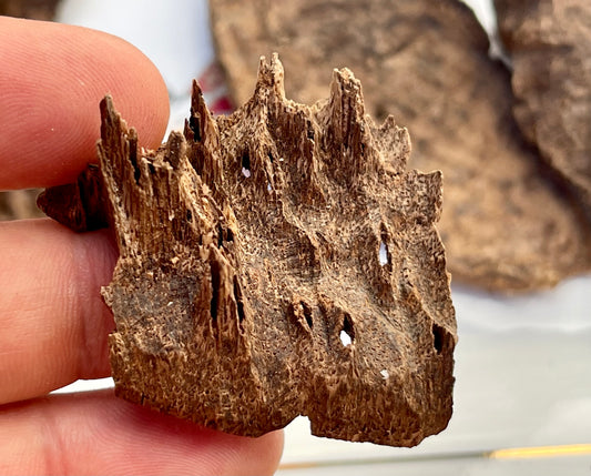 Close up of a man holding a piece of wild Agarwood with white plate in background 