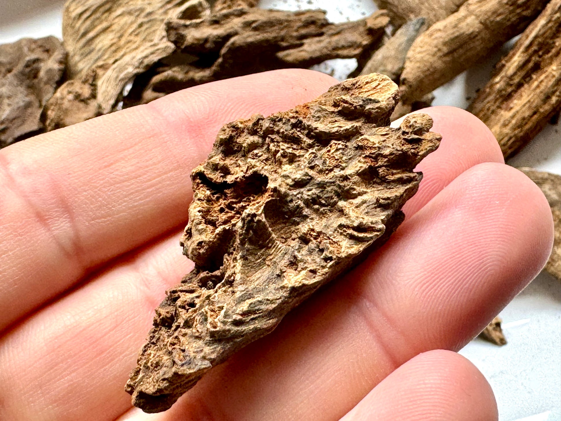 Man holding Wild soil philippine Agarwood chips