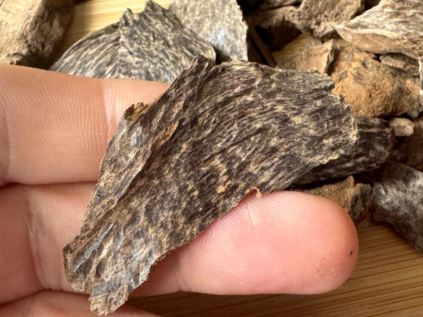 Man holding a wood sri Lanka Agarwood chip