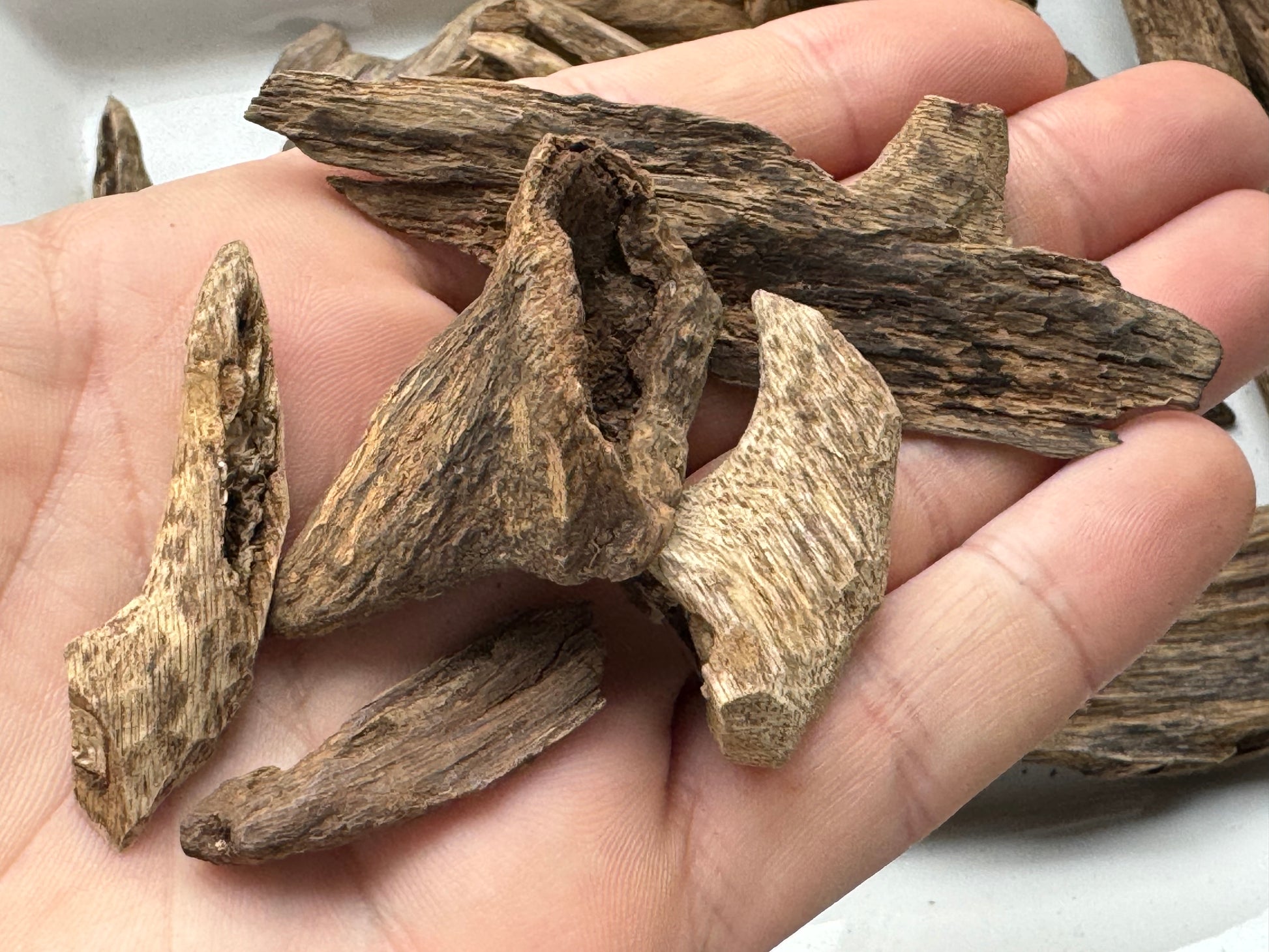 Man holding Wild philippine Agarwood chips