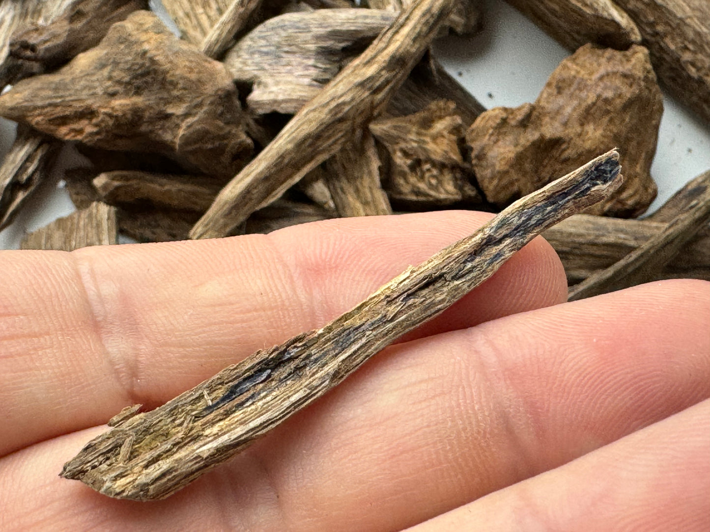 Man holding Wild philippine Agarwood chips