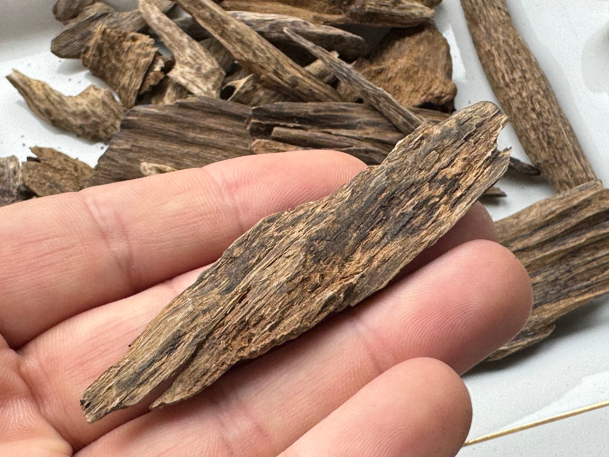 Man holding Wild philippine Agarwood chips