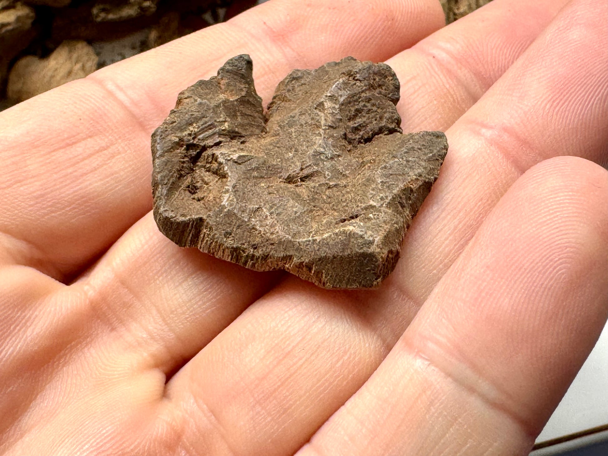 Man holding Wild soil philippine Agarwood chips