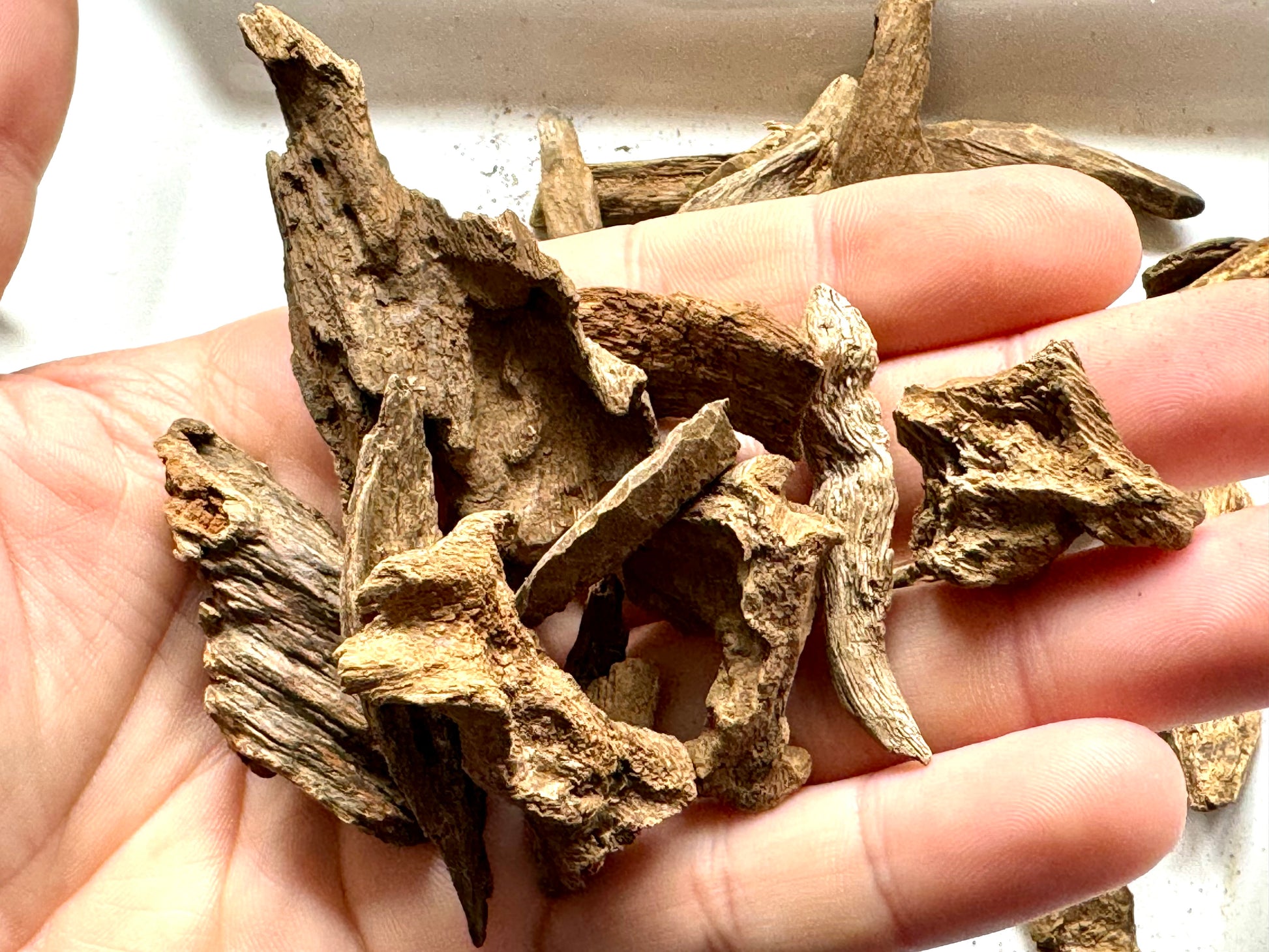 Man holding Wild soil philippine Agarwood chips