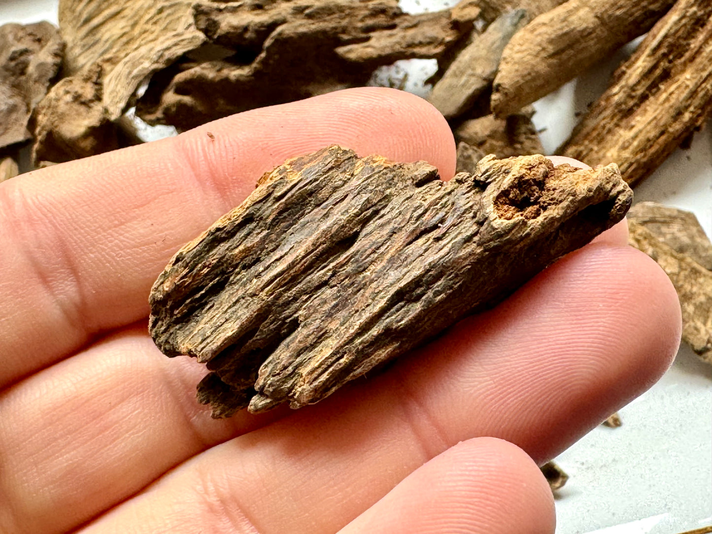 Man holding Wild soil philippine Agarwood chips