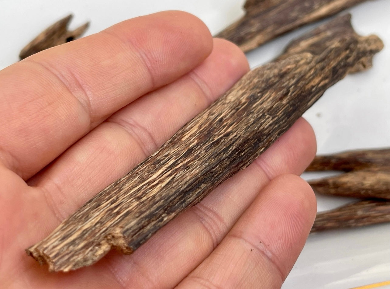 Close up of a wild Agarwood chip