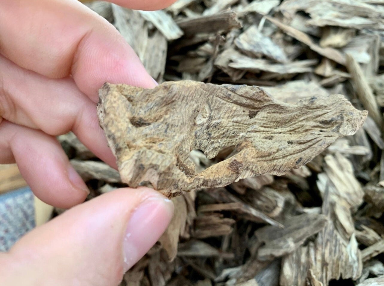 Man holding a wild Kalimantan Agarwood chip