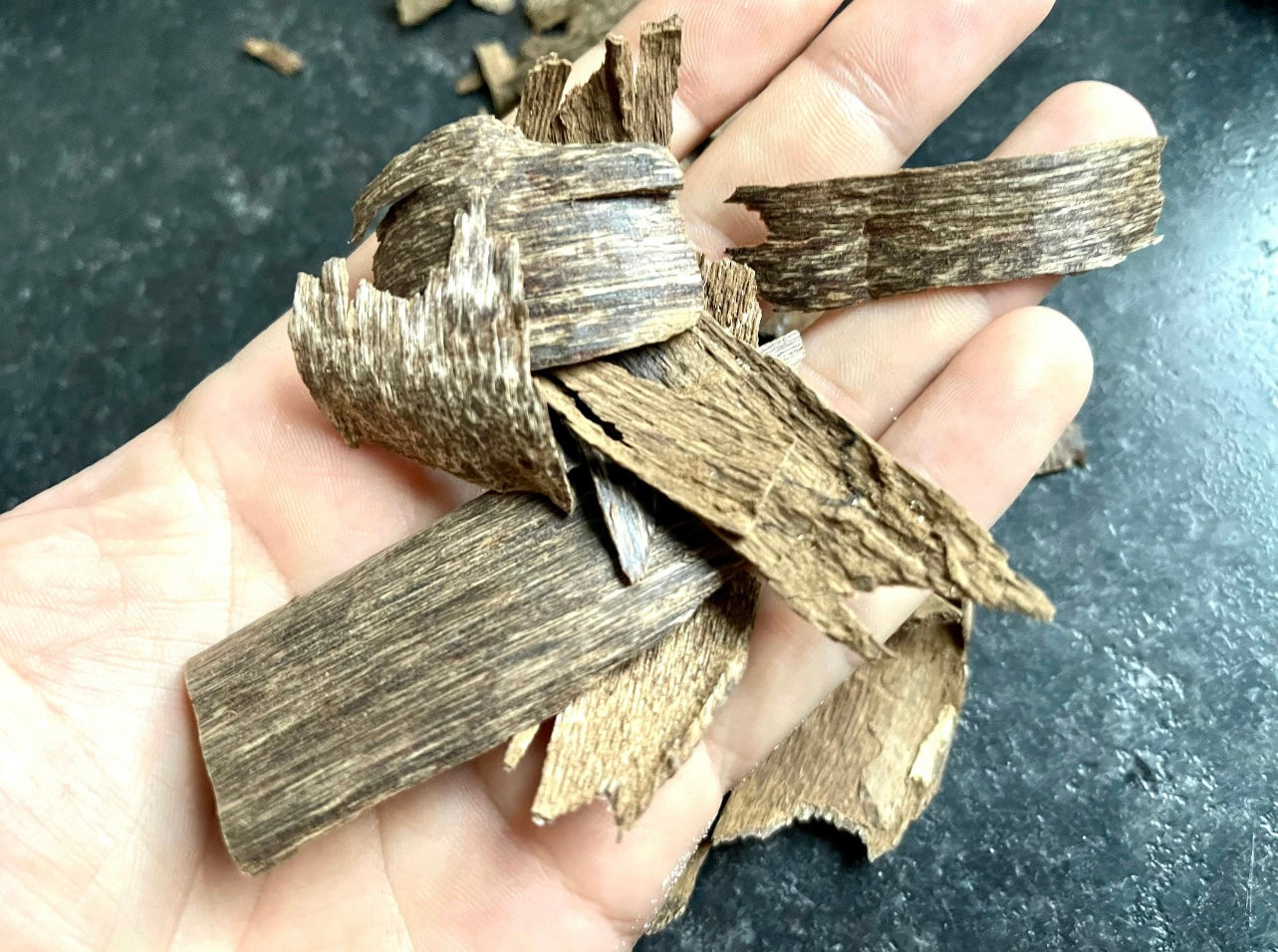 A man holding Trat Thailand Agarwood chips