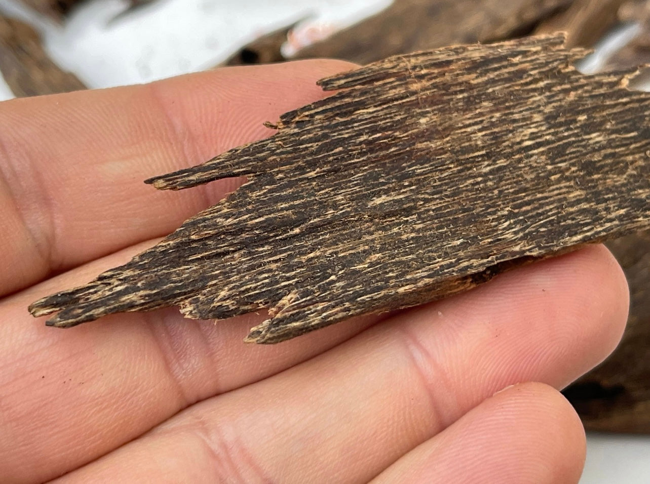 Man holding a chip of wild Kalimantan Malinau agarwood