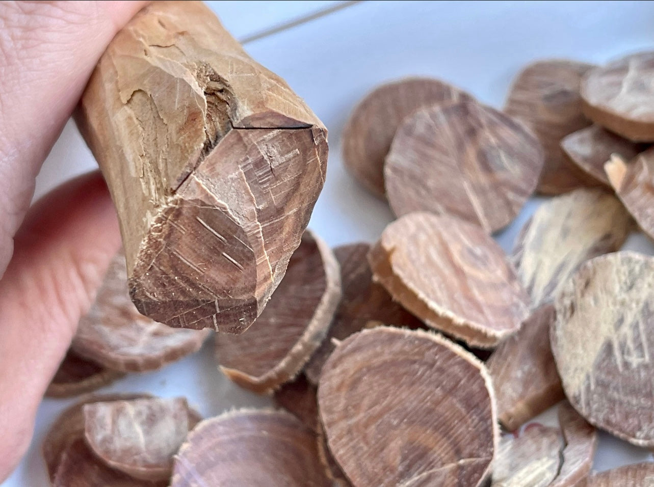 I’m holding wild Sandalwood log with Sandalwood chips in the background