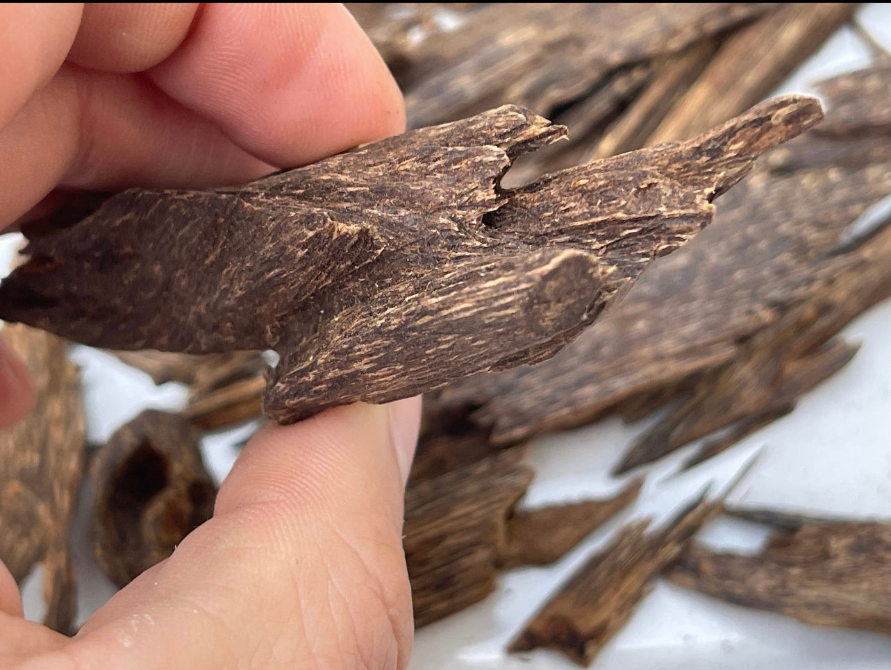 Man holding a piece of Kalimantan Agarwood