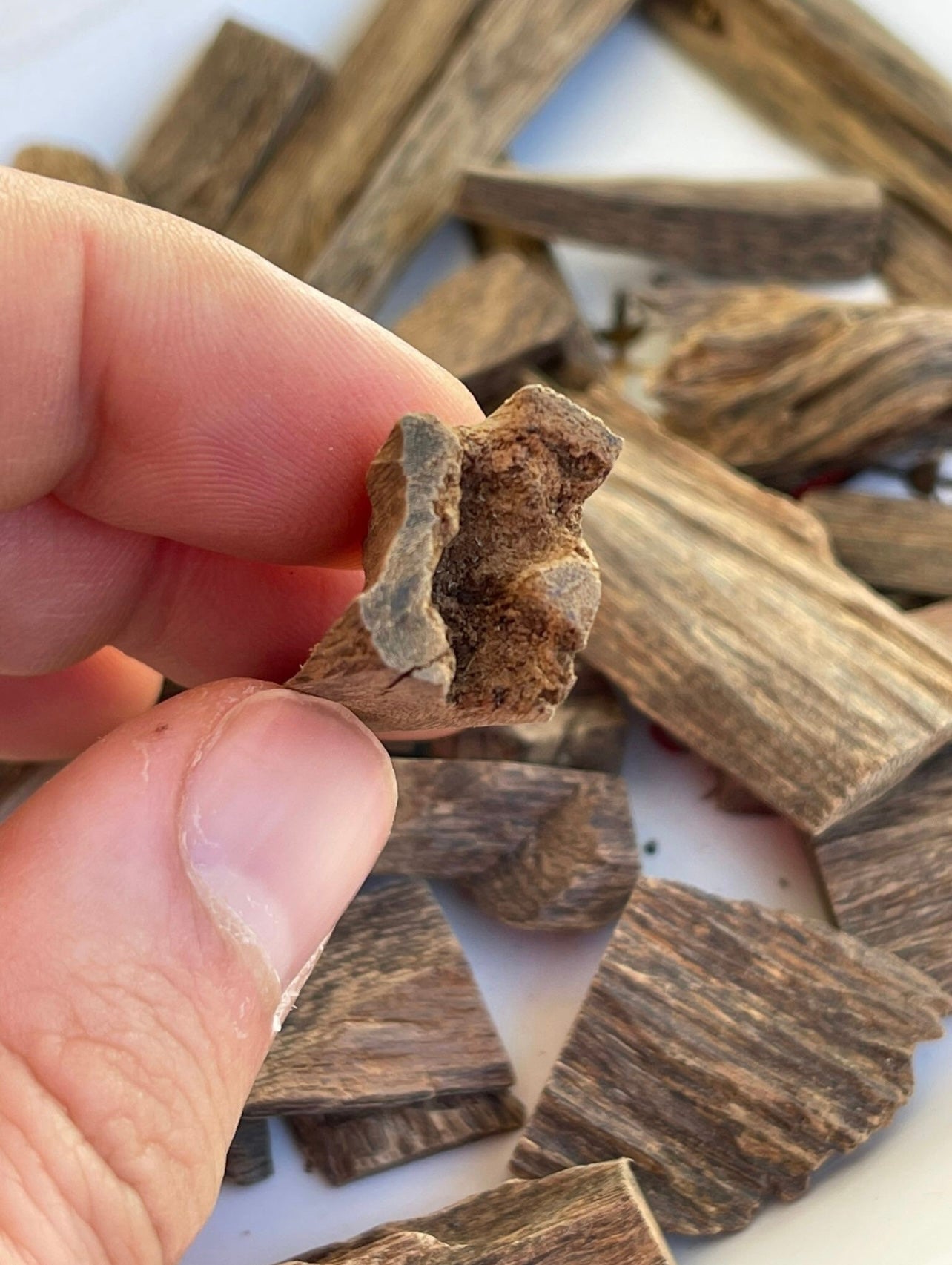 Man holding a piece of tarakan Agarwood close up