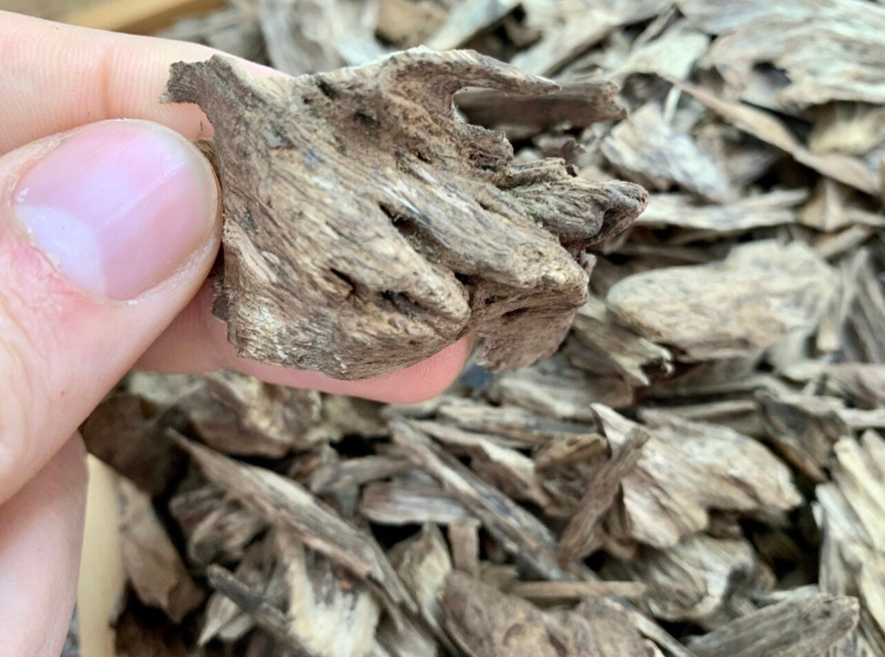 Man holding a wild piece of Kalimantan Agarwood