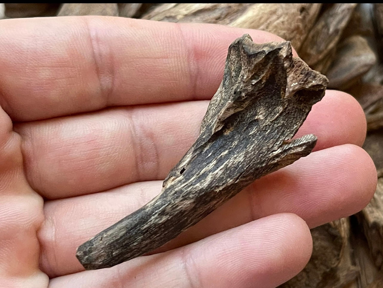 Man holding piece of Papua Agarwood