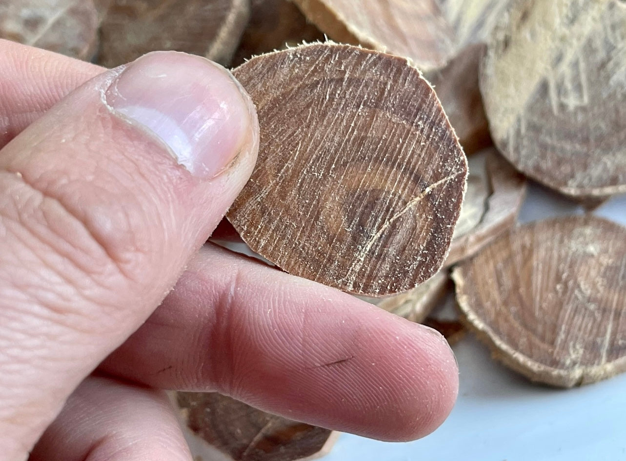 Man holding wild Java Sandalwood piece