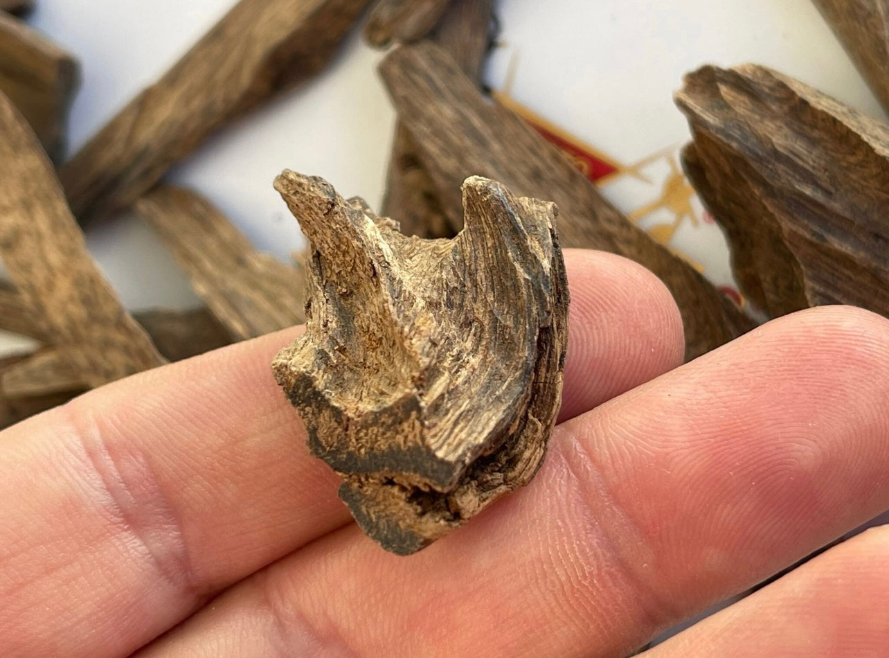 Man holding a chip of tarakan Agarwood