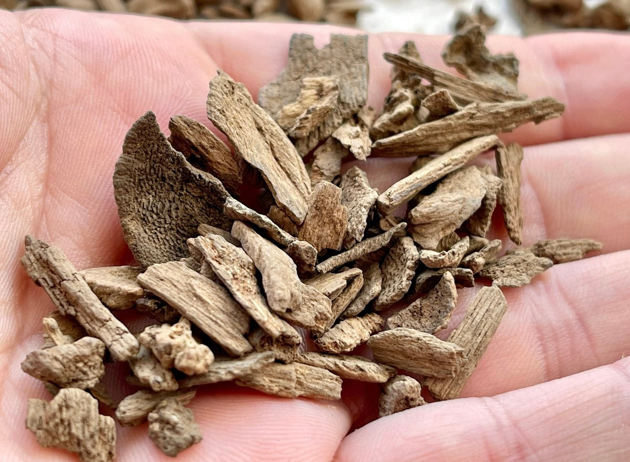 Man holding sinking Filipino Agarwood pieces