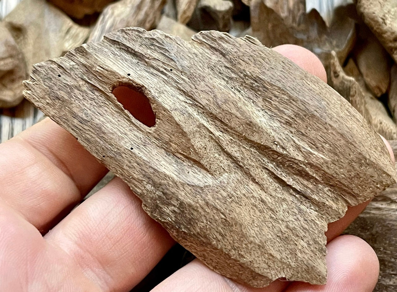 Man holding a chip of Papua Agarwood