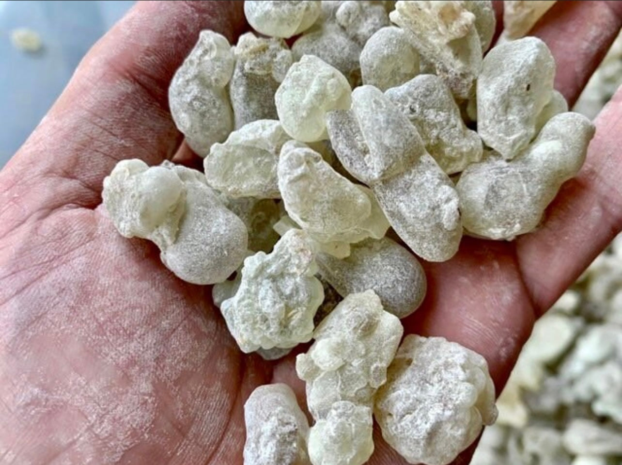 Man holding Royal Green Hojari frankincense pieces 