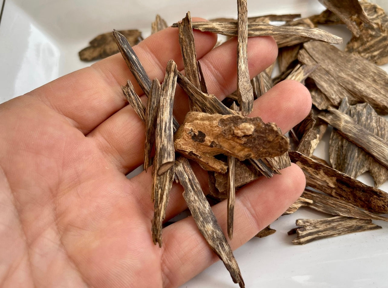 Man holding Sri Lankan Agarwood pieces