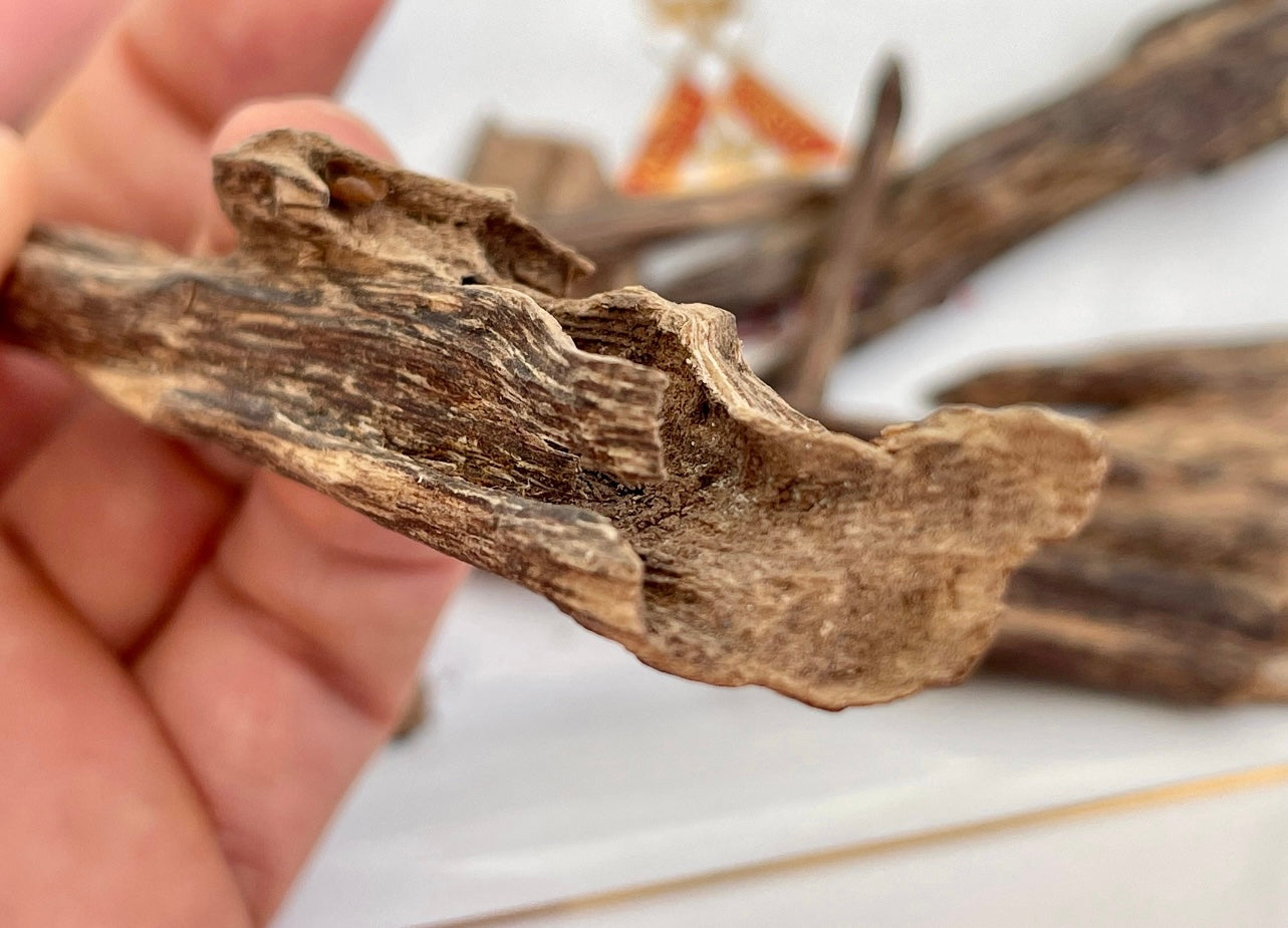 Close-up of a wild Indian Agarwood chip