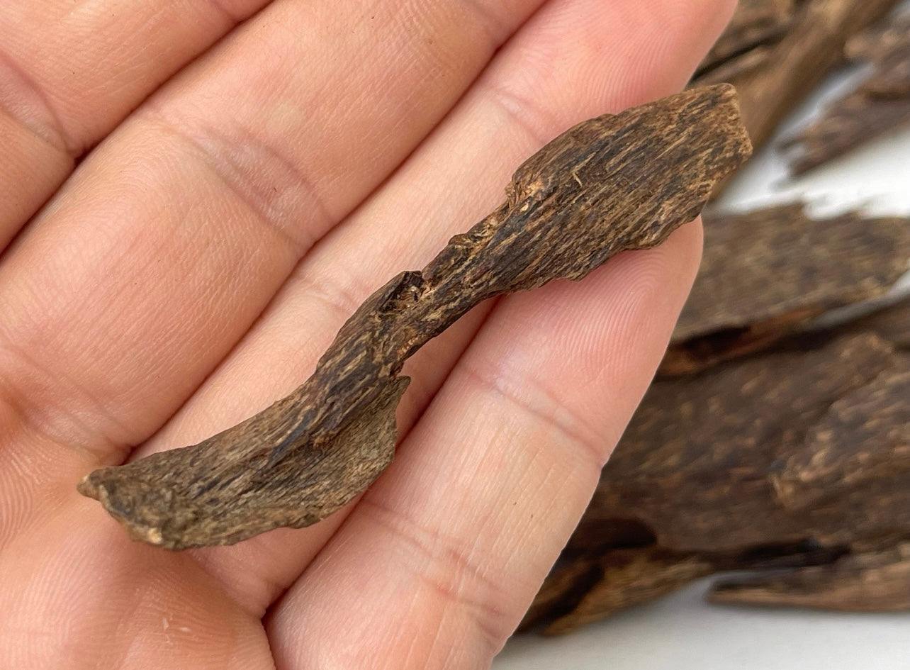 Man holding a chip of wild Kalimantan Malinau Agarwood 