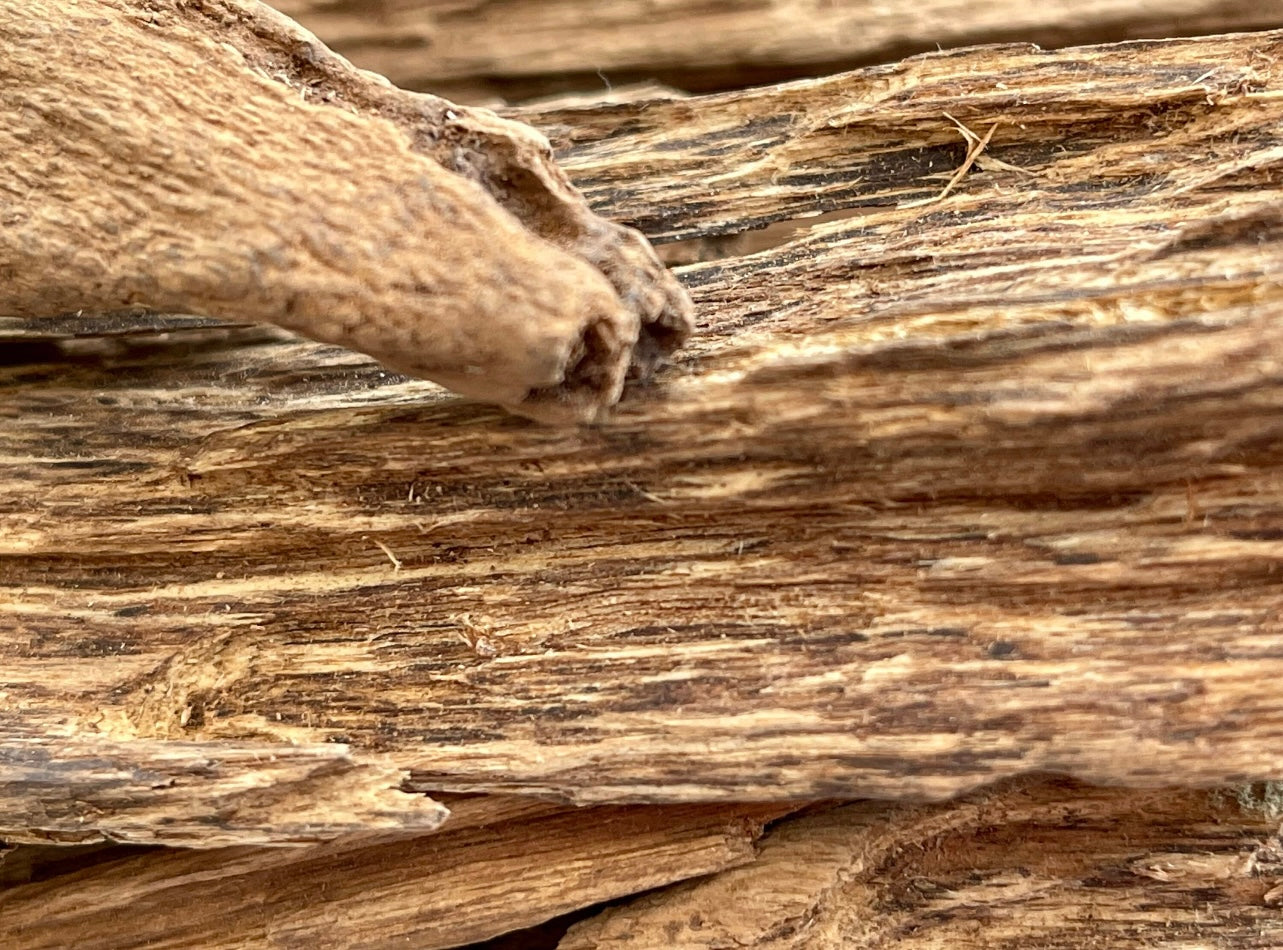 Close-up of Sri Lankan Agarwood chip