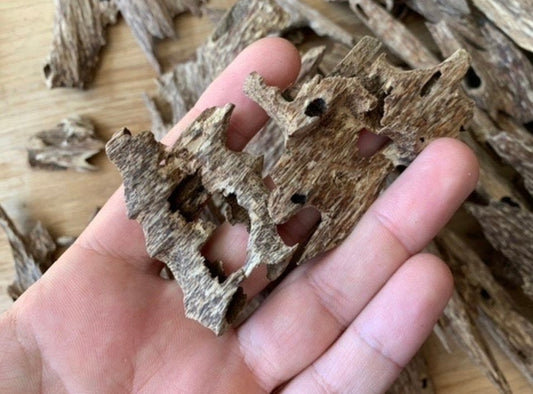 Are you man holding a large piece of cultivated ant nest Agarwood