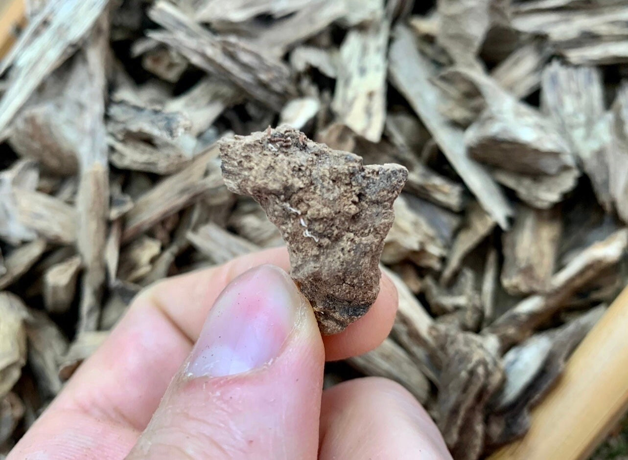 Man holding a piece of wild Kalimantan Agarwood