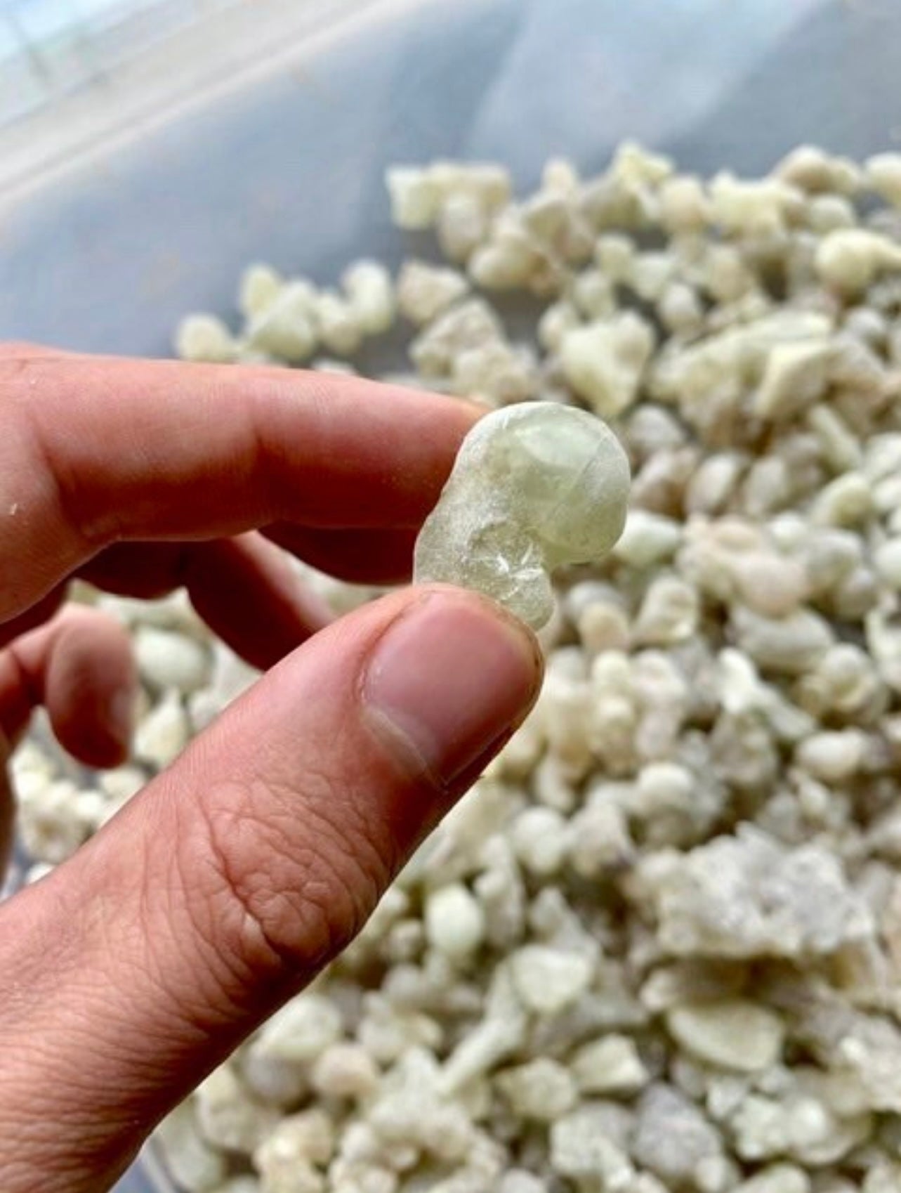 Man holding a large tear of royal Hojari frankincense 