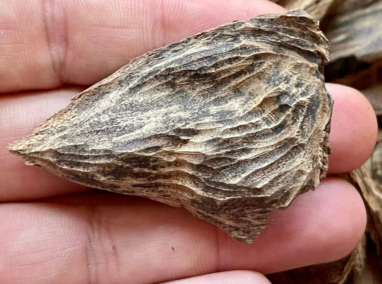 Man holding a chip of Papua Agarwood