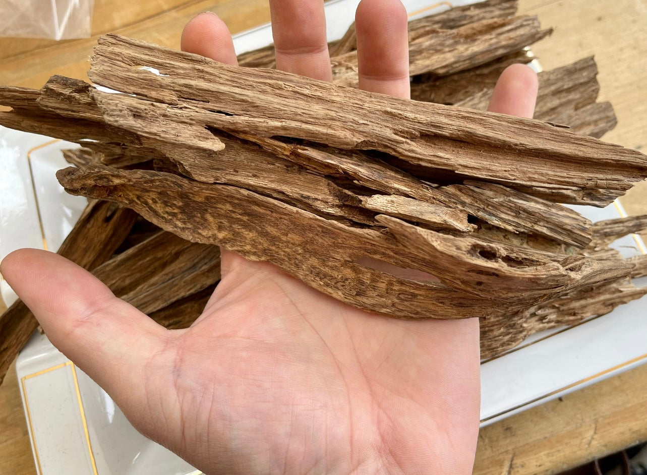 Man holding large Sri Lankan Agarwood pieces