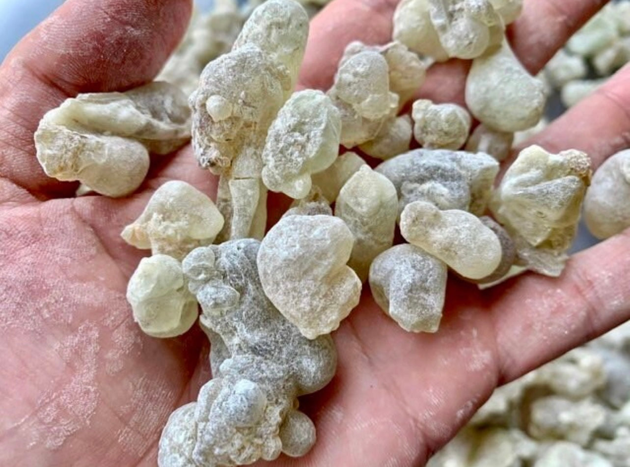 Man holding green Omani frankincense pieces